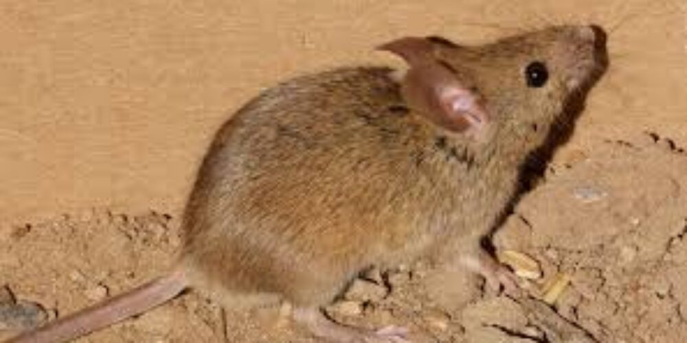 Porque camundongos entram em casa