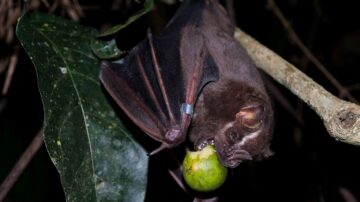 Porque é que os morcegos dormem de cabeça para baixo