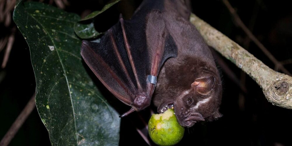 Porque é que os morcegos dormem de cabeça para baixo