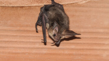 Porque morcegos invadem casas