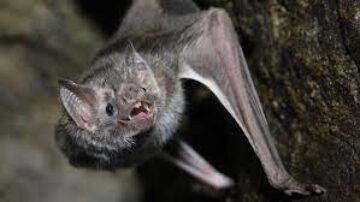 Porque os morcegos gritam
