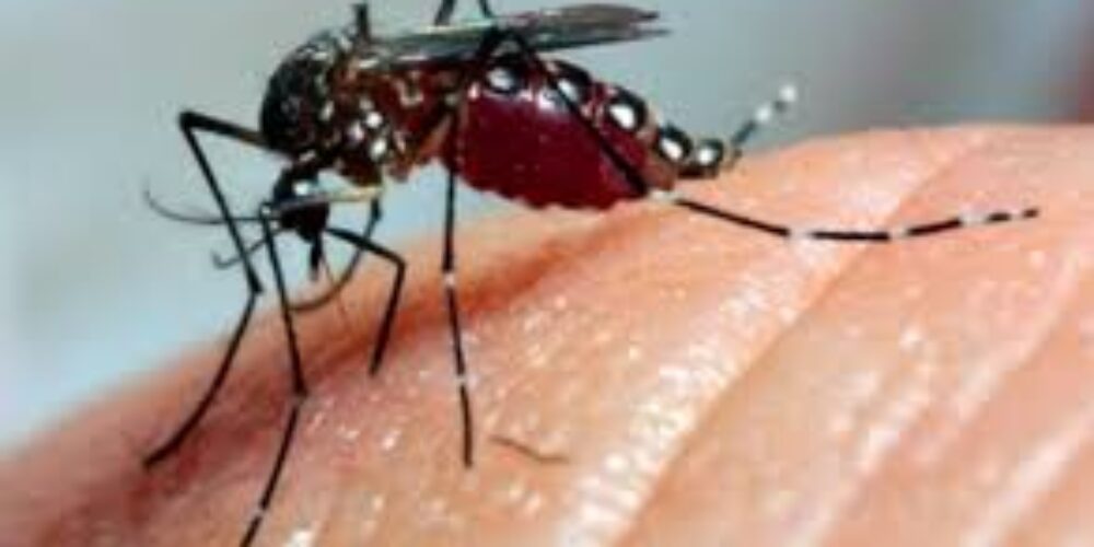 Porque só a fêmea do mosquito transmite a dengue