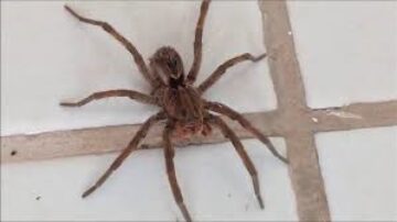 Quais as aranhas mais comuns em residências
