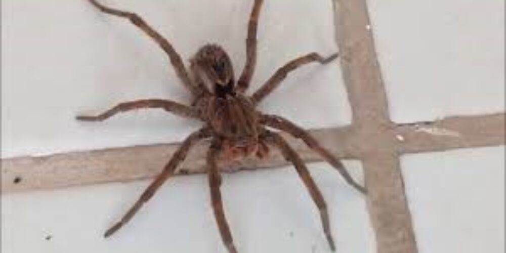 Quais as aranhas mais comuns em residências