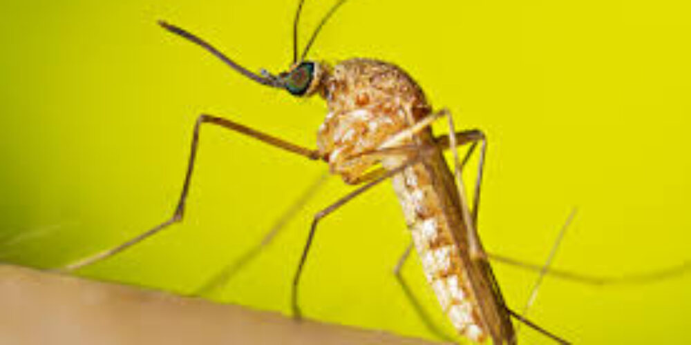 Quais os cheiros que os mosquitos não gostam