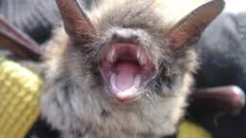 Quais os sintomas da mordida de um morcego