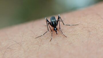 Quais são as Características do Mosquito Aedes Aegypti