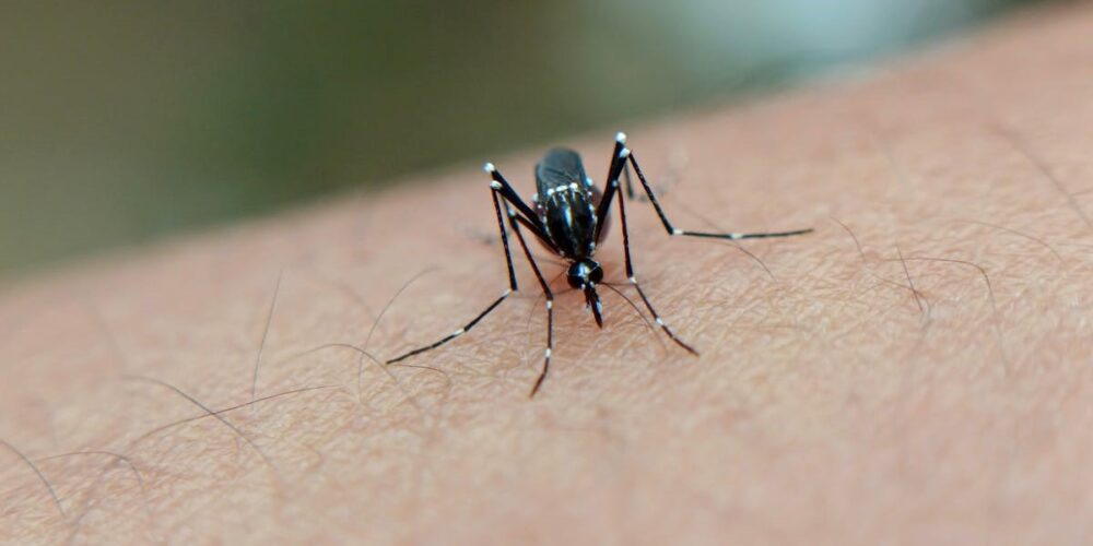 Quais são as Características do Mosquito Aedes Aegypti
