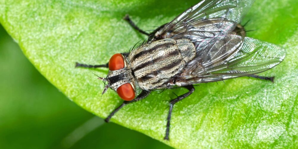 Qual a cor que atrai a mosca