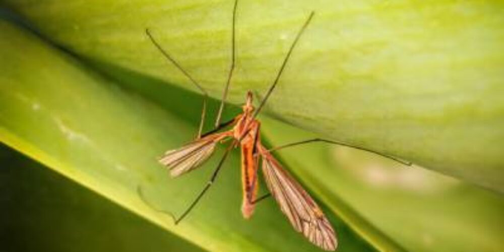 Qual a diferença entre mosquito e pernilongo