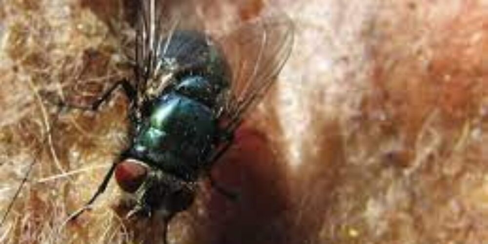 Qual a distância que a mosca sente o cheiro