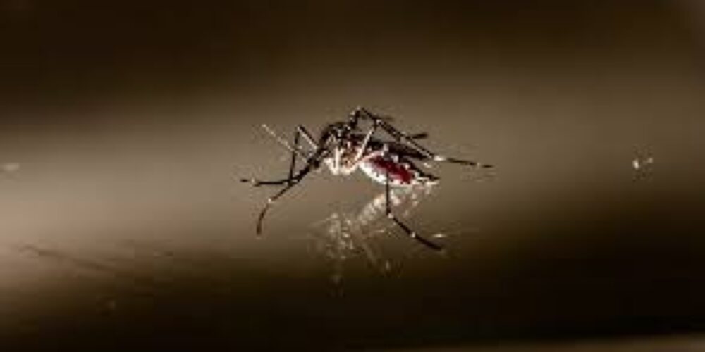 Qual a distância que o mosquito da dengue consegue voar