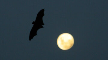 Qual a importância dos morcegos para as florestas tropicais