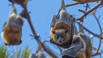 Qual a importância econômica dos morcegos