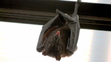 Qual a multa por matar morcego