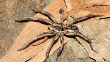 Qual cheiro as aranhas odeiam
