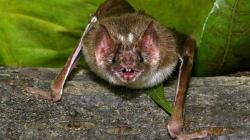 Qual doença o morcego vampiro transmite