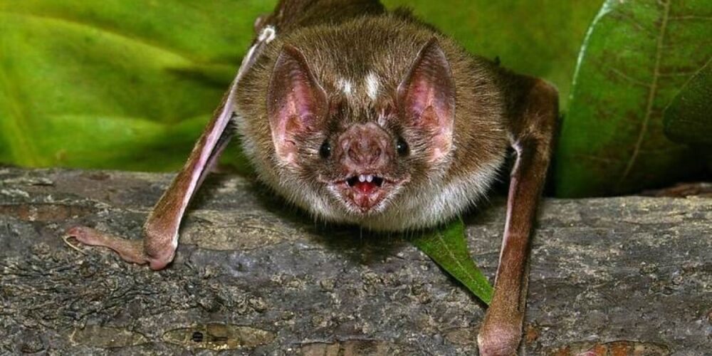 Qual doença o morcego vampiro transmite
