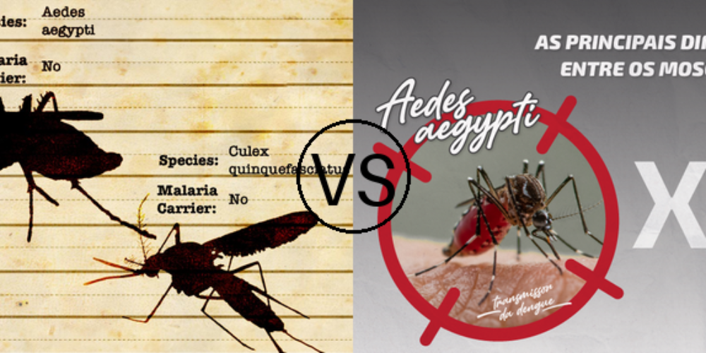 Qual é a Diferença entre Aedes Aegypti e Outros Mosquitos