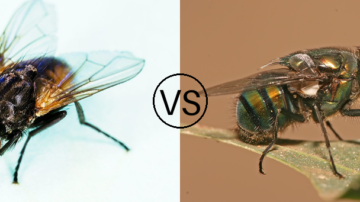 Qual é a Diferença entre Moscas Domésticas e Varejeiras