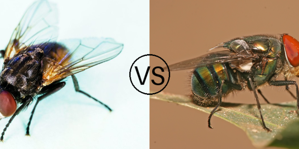 Qual é a Diferença entre Moscas Domésticas e Varejeiras
