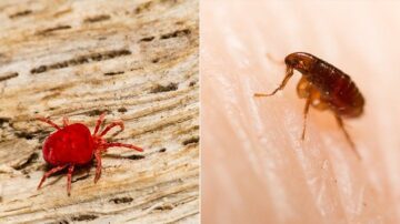 Qual é a diferença entre ácaros e pulgas