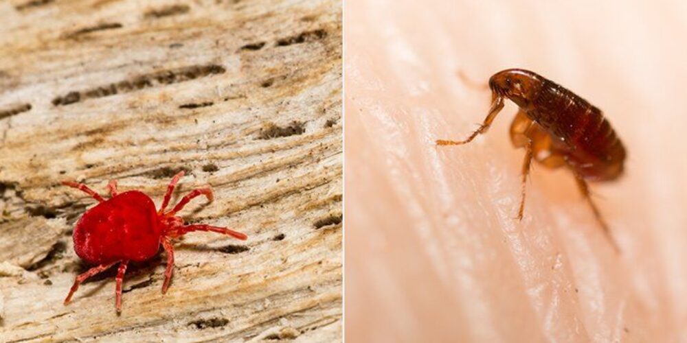 Qual é a diferença entre ácaros e pulgas
