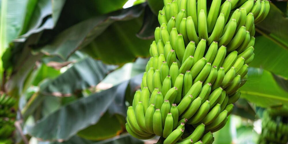 Qual é a fruta que o morcego gosta de comer
