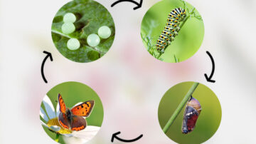 Qual é o ciclo de vida de uma borboleta