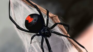 Qual é o nome da aranha mais venenosa do mundo