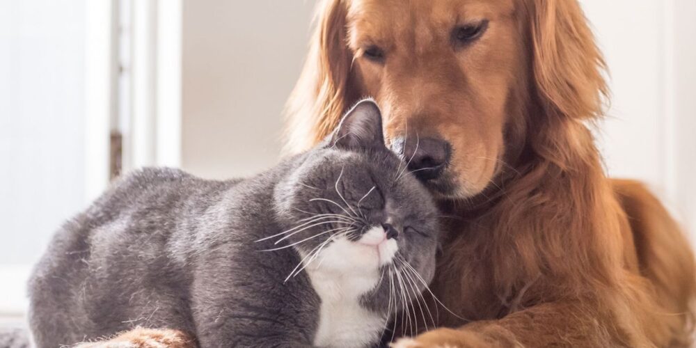 Qual inseticida não faz mal para cachorro
