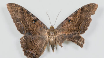 Qual lagarta não virá borboleta
