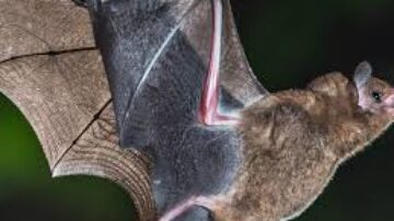 Qual morcego suga sangue