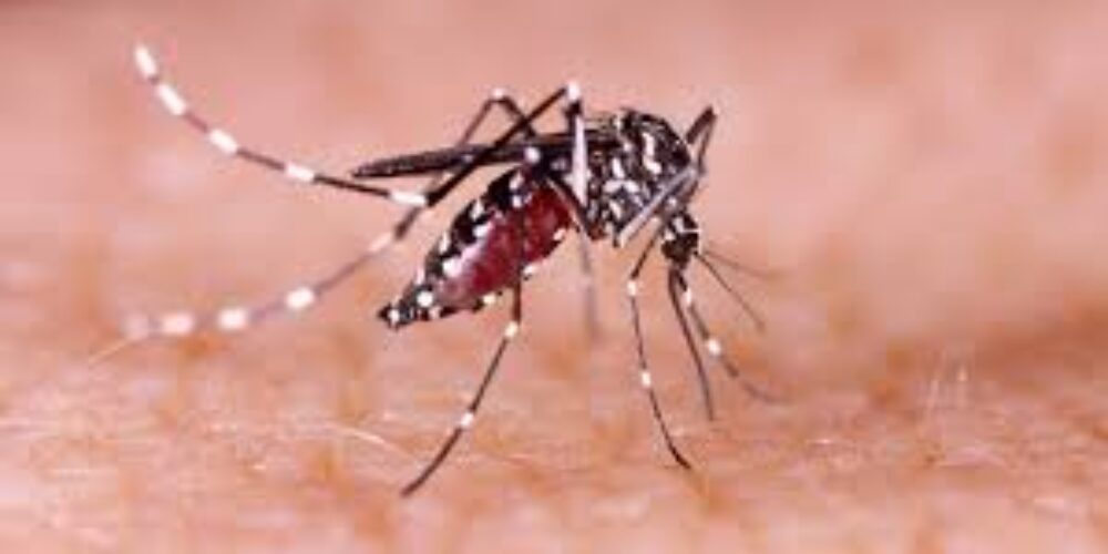 Qual o melhor repelente contra o mosquito da dengue