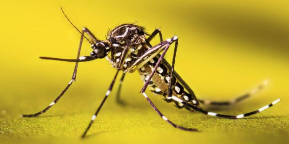 Quando o mosquito da dengue morre