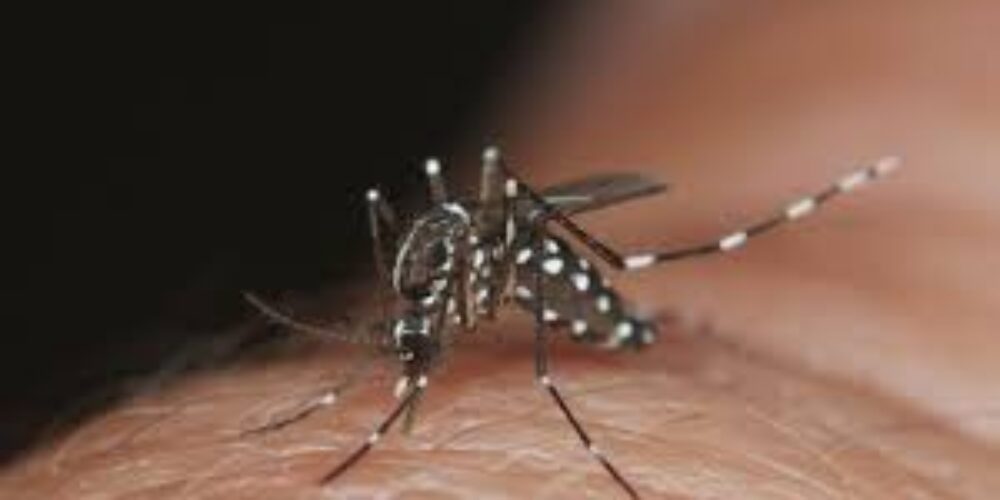 Quantas vezes o mosquito da dengue pode picar uma pessoa