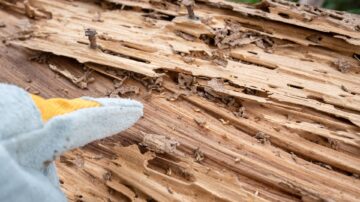 Quanto Tempo Leva para o Cupim Destruir a Madeira