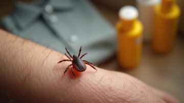 Quanto Tempo o Carrapato Precisa Estar Preso para Transmitir Doenças