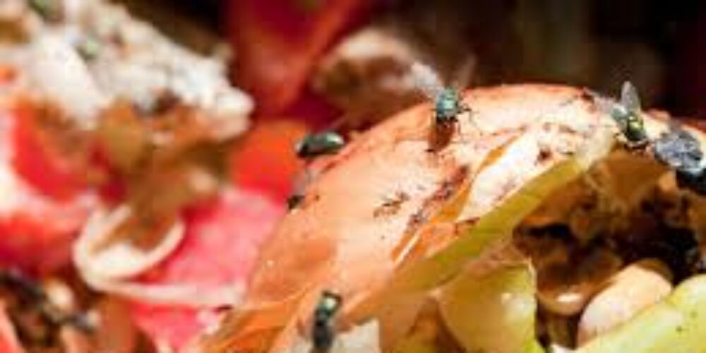 Quanto tempo a mosca leva para colocar ovos na comida