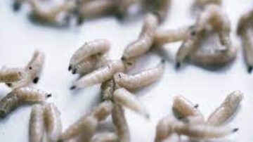 Quanto tempo leva para o ovo da mosca vira larva