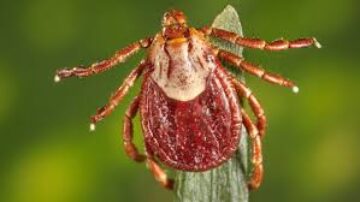 Quanto tempo um carrapato viverá sem um hospedeiro