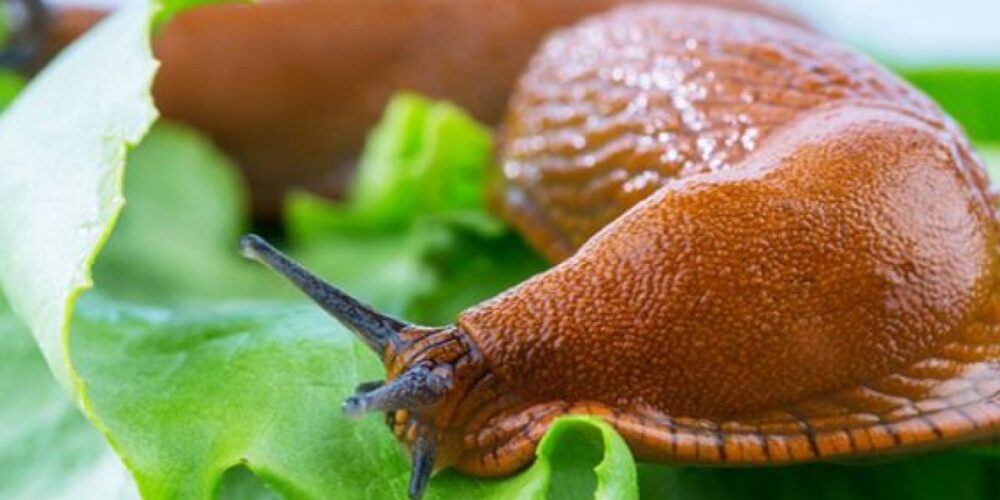 Quantos cérebros têm uma lesma? Explorando a fascinante neurologia das lesmas