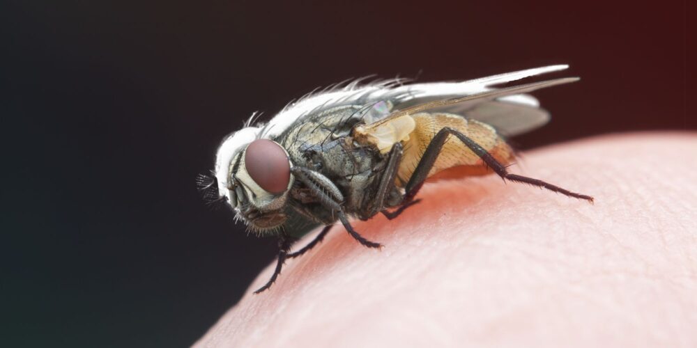 Quantos dentes tem uma mosca