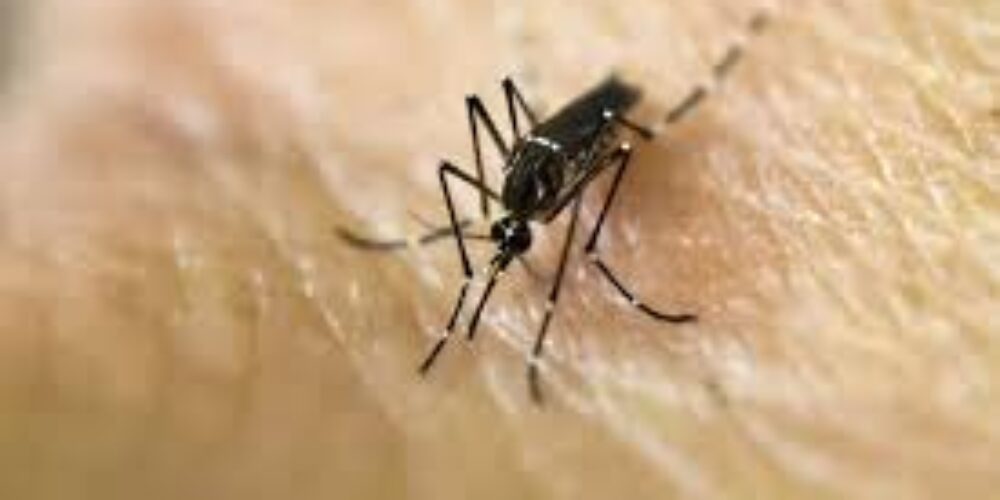 Quantos dias após a picada do mosquito da dengue se manifesta