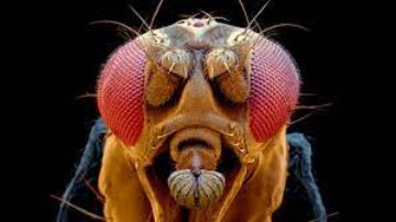 Quantos olhos tem uma mosca