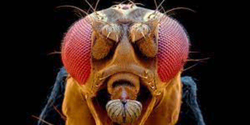 Quantos olhos tem uma mosca