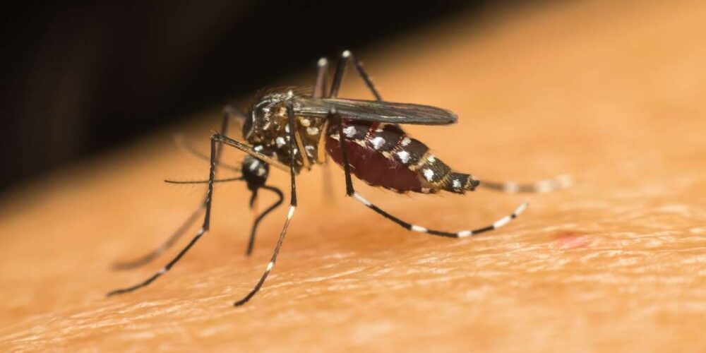 Quem tem dengue pode passar para outra pessoa