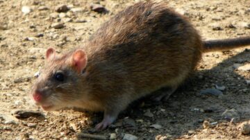 Ratazana
