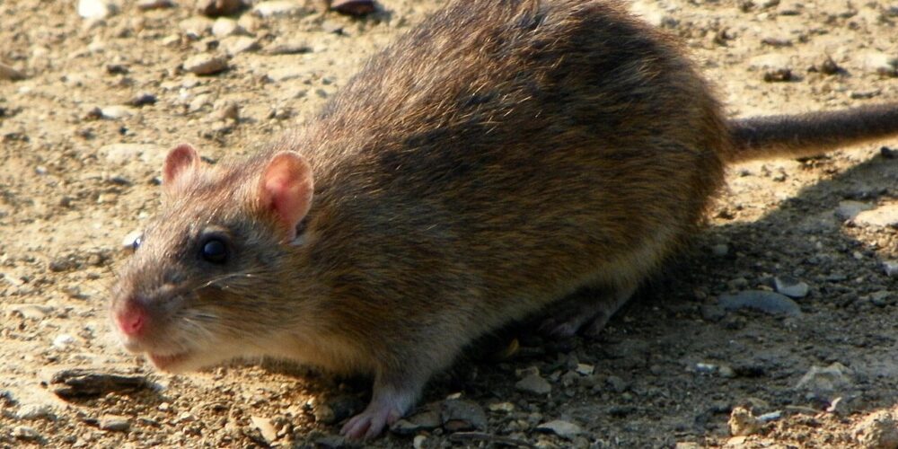 Ratazana
