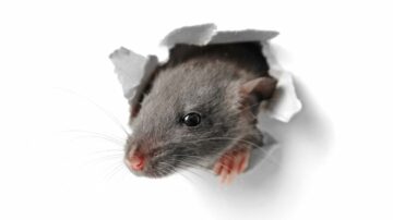 Ratos conseguem escalar paredes